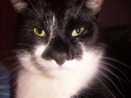 el che gato!